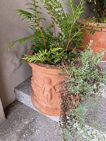 Front side of the terracotta planter showing cherub relief and greenery.