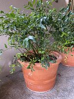 Front left angled view of terracotta planter with green leafy plant. Shows texture and size of planter and fullness of plant.