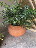 Full front view of large ribbed terracotta planter with healthy green plant inside on stone tile floor.