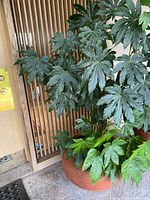 Full view of the Fatsia plant in the ribbed terracotta planter near a wooden panel door.