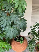 Planter shows ribbed texture and reddish-brown terracotta material, containing green leafy Fatsia plant.