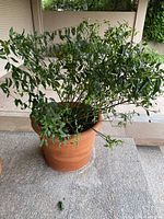 Wide side view of a large terracotta planter pot with a bushy green leafy plant inside. The planter is placed on a tiled floor in an outdoor or patio area.