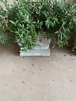 Full view of rectangular decorative planter with green plant, showing base and most foliage.