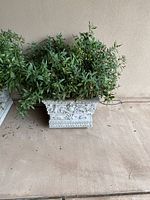 Front view of rectangular decorative planter with ornate classical carved detailing containing green leafy plant.
