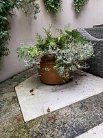 Angled side view of terracotta planter filled with live green and variegated foliage plants situated outdoors near a grey wall and patio furniture.
