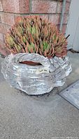 Cement pot mimicking a basket with succulent plant from a side view showing the texture and plant condition