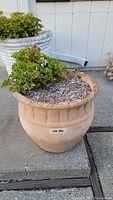 Classic design garden pot with green leafy plant in soil, placed on concrete surface with a white pan near a white wall.