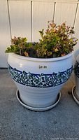 Front view of the large white ceramic pot with blue and green ivy pattern holding a live ivy plant with some browning leaves.