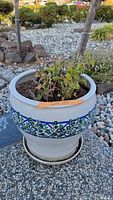 Large white ceramic planter with decorative ivy pattern band around the upper rim, containing a geranium plant showing signs of distress.