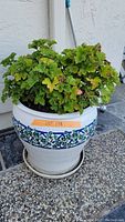 Large white ceramic planter with blue and green ivy leaf design containing a live geranium plant with green foliage, positioned on a textured outdoor surface against a white wall.