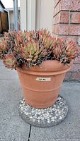 Front and top view of medium terracotta pot containing multiple succulents with thick, spiky leaves showing green and reddish color. Pot sits on a circular stone base.