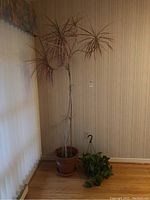 Full view of a Rainbow Tree indoor plant about 7 feet tall in a large clay pot positioned near a window with vertical blinds, next to a hanging Pothos plant placed on the floor in its plastic hanger.
