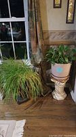 View of two plants on pedestals by window, one with long grass-like leaves in black pot, and a broader leaf plant in light-colored pot