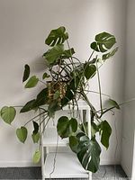 Monstera plant with broad green leaves and aerial roots placed on white shelving against a light-colored wall.
