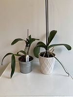 Two orchid plants in pots on a white surface against a white wall, showing overall plant size and condition.