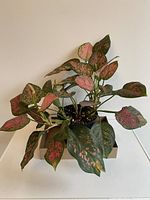Full view of Aglaonema plant showing various pink and green variegated leaves and pot.
