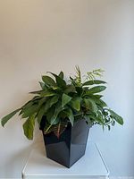 Photo showing large glossy black square planter filled with green plants including a peace lily and succulents.