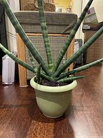 Full view of the healthy green houseplant with cylindrical leaves in the green plastic pot on wooden floor.