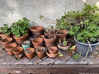 Overview of various terracotta pots and live geranium plants on outdoor surface