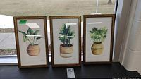 Three framed botanical prints arranged side by side on a ledge. Each print shows a potted plant with vibrant greenery. The frames are wooden and have a textured dark brown finish. The setting is indoors by a window.