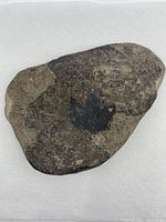 Front side of the stone with a visible maple leaf imprint in dark coloration on a lighter stone surface.