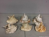 Top-down view of six conch shells arranged in two rows on a gray surface, showing varied colors and sizes.