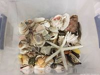 Top-down view of the plastic container holding a collection of assorted sea shells and a white starfish on top