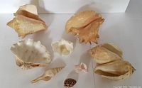 Overview of all 9 sea shells displaying variety of shapes and sizes, light coloring with some natural wear.