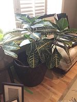 Wide view of the Ficus plant showing the large green leaves with yellow veins inside the dark brown woven basket placed next to a window and sofa.