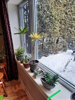 Wide shot of 6 plants on window sill showing variety of leafy and succulent types in different pots