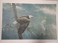 Print of a bald eagle in a forest setting with detailed feathers and natural colors.