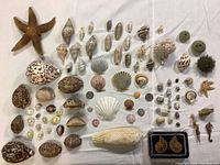 Full lot of over 50 assorted sea shells laid out on white cloth showing variety and types