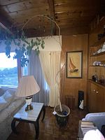 Full view of tall ficus tree with sparse leaves extending upward near wooden ceiling inside a living space with wooden walls and parquet floor.