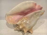 Front and side view of the large queen conch shell showing its pink and white glossy interior and textured exterior.