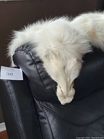 Side view of a white arctic fox fur piece showing the head and legs on a black chair.