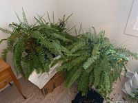 Three large ferns with extensive green fronds in round containers approximately 12 inches diameter. Positioned inside near a wall and furniture.