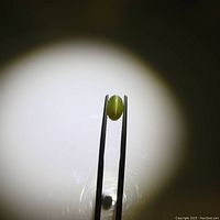 Close-up of oval cabochon Cat's Eye Chrysoberyl held with tweezers under focused light highlighting cat's eye effect.