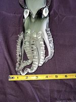 Close-up view of octopus tentacles with measuring tape showing approximately 6 inch width