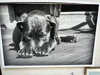 Framed black Labrador print showing the dog in a close-up pose lying down with paws forward on a wooden floor, with natural light and shadows visible.