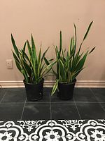 Front view showing two snake plants side-by-side in black pots on tiled floor.