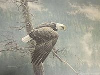 Front view of print depicting bald eagle on branch and misty forest background