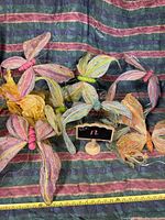 Front view of 8 decorative butterflies arranged on striped fabric background, showing multicolored fabric wings and thread wrapped bodies. Ruler indicates size approx 5-6 inches wingspan.