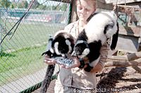 Photo of a staff member holding two black and white ruffed lemurs feeding from a dish outdoors with chain link fencing.