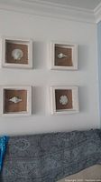 Four shadow box wall art pieces arranged in a square on a white wall, each containing a different white shell on brown burlap background