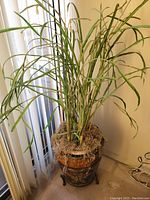 Tall live green plant with long thin leaves in large brown pot