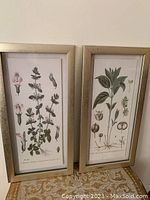 Two framed botanical prints side by side showing detailed colored plant illustrations with plant parts labeled.