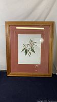 Front view of framed botanical print titled "Kauila" showing wooden frame, double matting, and flower illustration.