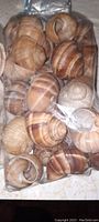 Photo of a bag filled with large brown and tan spiral sea shells with natural color bands.