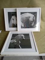 Set of three framed black and white white horse photographs stacked for viewing