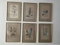 Six gold-tone framed botanical prints arranged in two rows of three on white wall.
